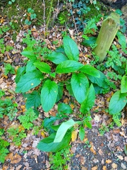 Borago officinalis