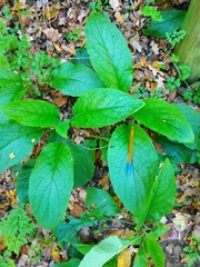 Borago officinalis