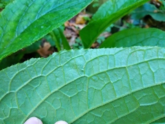 Borago officinalis