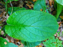 Borago officinalis