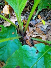 Borago officinalis