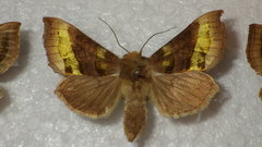 Diachrysia chrysitis