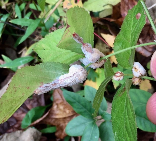 blackberry gall midge