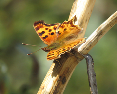 Polygonia satyrus satyrus