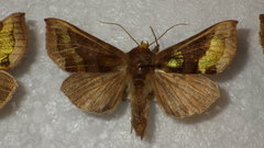 Diachrysia chrysitis