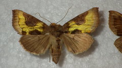 Diachrysia chrysitis