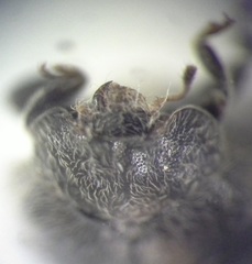 Rhyzobius forestieri