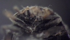 Rhyzobius forestieri