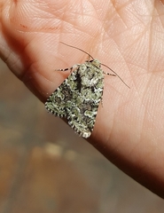 Lacinipolia laudabilis