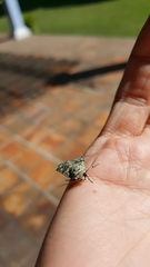 Lacinipolia laudabilis