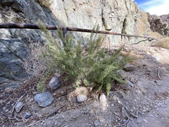 Brickellia longifolia