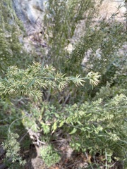 Brickellia longifolia