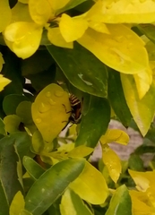 Brachygastra lecheguana