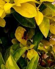 Brachygastra lecheguana