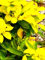 Brachygastra lecheguana