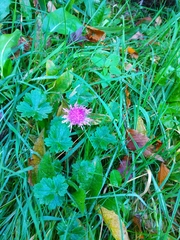 Centaurea