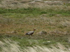 Chloephaga rubidiceps