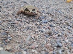 Lithobates sylvaticus image