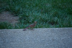 Cardinalis cardinalis