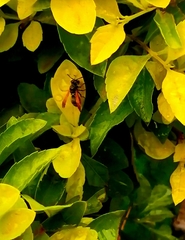 Brachygastra lecheguana