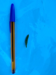 Centaurea