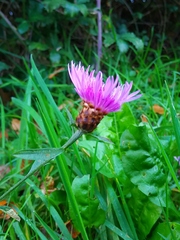 Centaurea