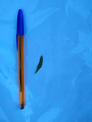 Centaurea