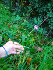 Centaurea
