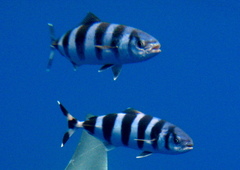 Pilotfish photo 5
