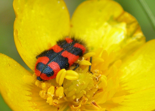 Trichodes alvearius