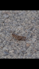 Dericorys carthagonovae