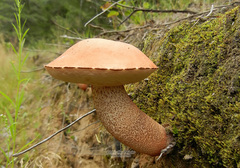 Leccinum