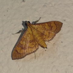 Prenesta scyllalis