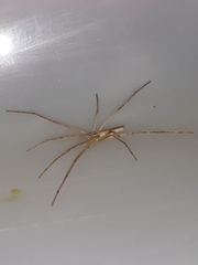 Quemedice enigmaticus