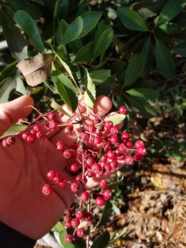 iNaturalist observation photo of Toyon