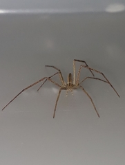 Quemedice enigmaticus