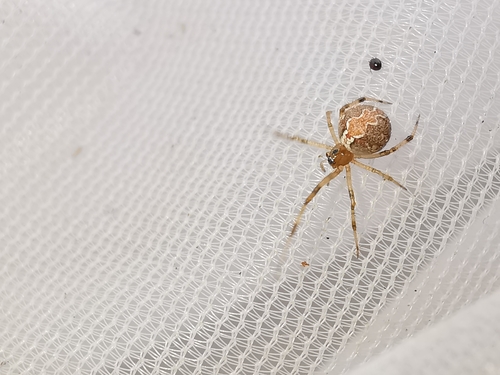 Theridion pinastri