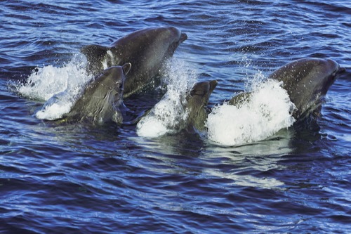 Common Bottlenose Dolphin photographed in Virginia