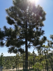 Pinus pringlei