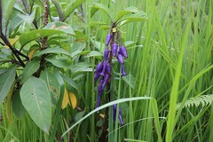 Iochroma calycinum