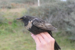 Turdus torquatus torquatus