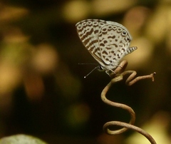 Leptotes cassius