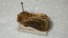 Diachrysia chrysitis