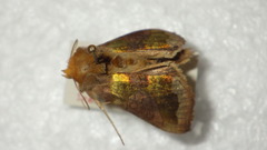 Diachrysia chrysitis