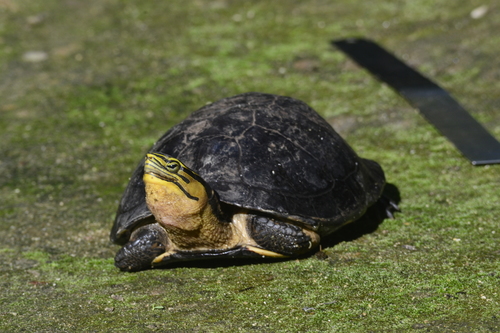 Southeast Asian Box Turtle (Cuora amboinensis) — Endangered Reptilia