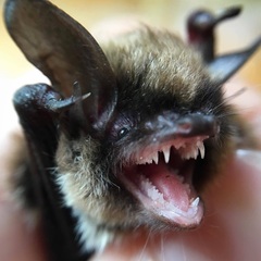 Myotis mystacinus