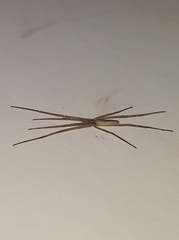 Quemedice enigmaticus