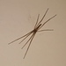 Quemedice enigmaticus - Photo (c) Guilherme A. Fischer, some rights reserved (CC BY-NC), uploaded by Guilherme A. Fischer