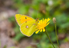 Colias myrmidone