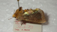 Diachrysia chrysitis